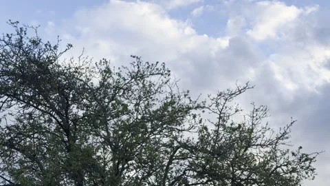 Green tree branches against sky timelapse Video stock 333637171