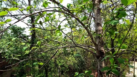 Green Tree Branches and Dense Foliage Vídeo Stock 335354337
