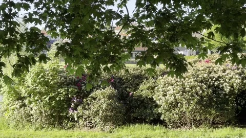 Green tree branches and flowering bushes Stock-Footage 335598750
