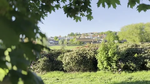 Green tree branches and flowering bushes Stock-Footage 335598762