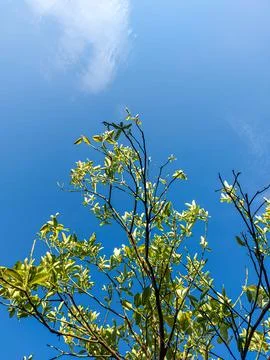 Green Tree Branches and Fresh Leaves with Blue Sky Background. Stock Photos