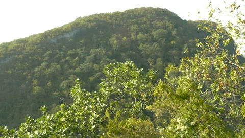 Green tree branches on the background of a big mountain, sunny day Stock Footage 164254155