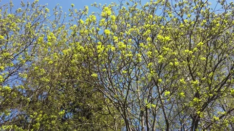 Green tree branches on a background of blue sky in spring Video stock 153846136