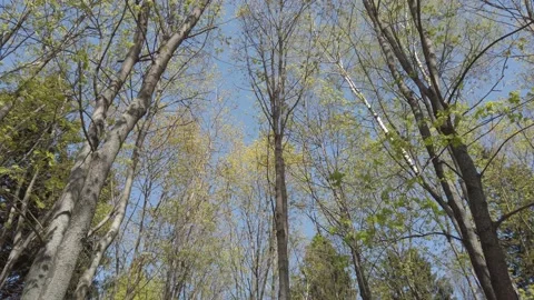 Green tree branches on a background of blue sky in spring Stock-Footage 153846267