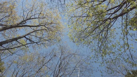 Green tree branches on a background of blue sky in spring Stock Footage 153846461