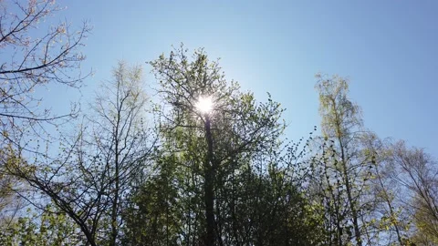 Green tree branches on a background of blue sky and sun in spring Video stock 153846689