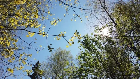 Green tree branches on a background of blue sky and sun in spring. Stock-Footage 153847503
