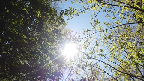 Green tree branches on a background of blue sky and sun in spring. Video stock 153848293