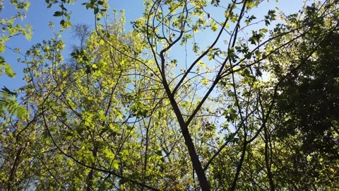 Green tree branches on a background of blue sky and sun in spring. Video stock 153848423