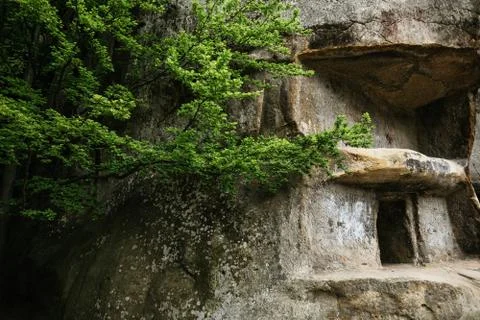 Green tree branches on a background of gray stone rock with caves Stock Photos