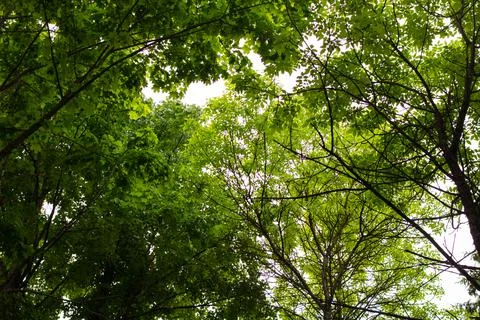 Green tree branches on blue sky background Stock Photos