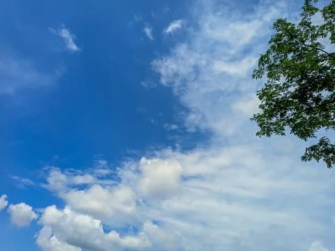 Green tree branches on a bright cloudy blue sky background Stock Photos