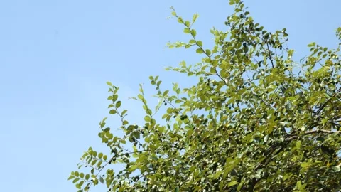 Green Tree Branches With Clear Blue Sky, Sunny Nature Background Stock Footage 339036259
