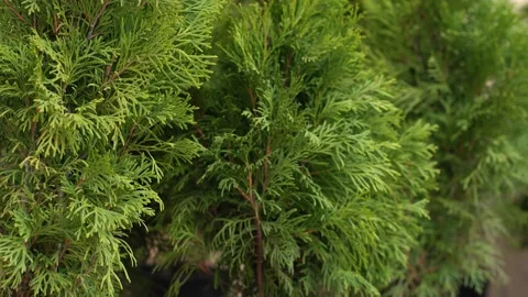 Green tree branches close up Video stock 141567178