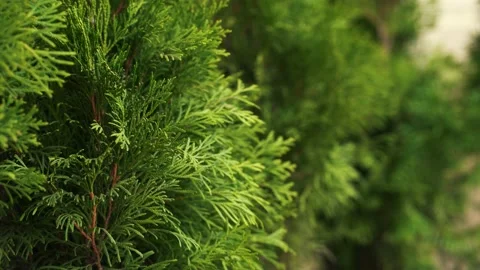 Green tree branches close up. Stock Footage 141710129