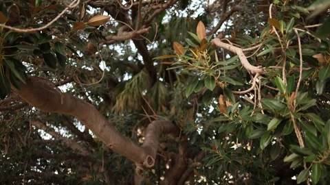Green tree branches close view Video stock 328968847