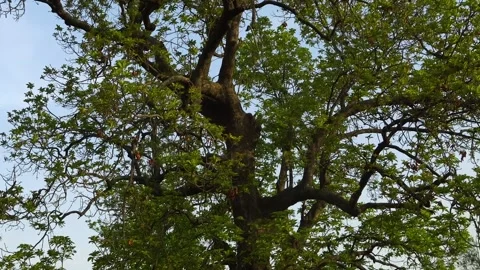 Green Tree Branches Covering Sky Minimal Nature Shot Vidéo 301367911