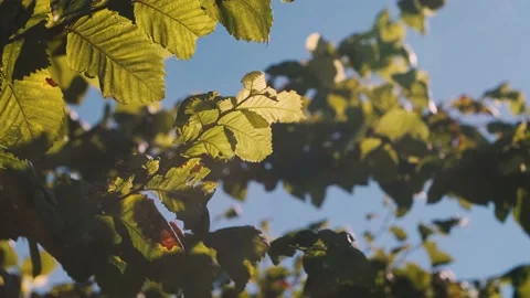 Green tree branches fluttering in the wind against the blue sky with lens flare Stock Footage 156680381