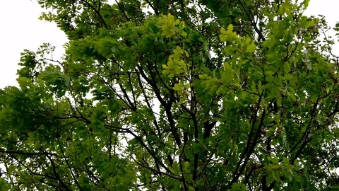 Green Tree Branches Foliage Leaves Background Blown By Storm Wind. 4K Motion Video stock 106711979