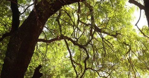 Green Tree Branches Stock Footage 324111507