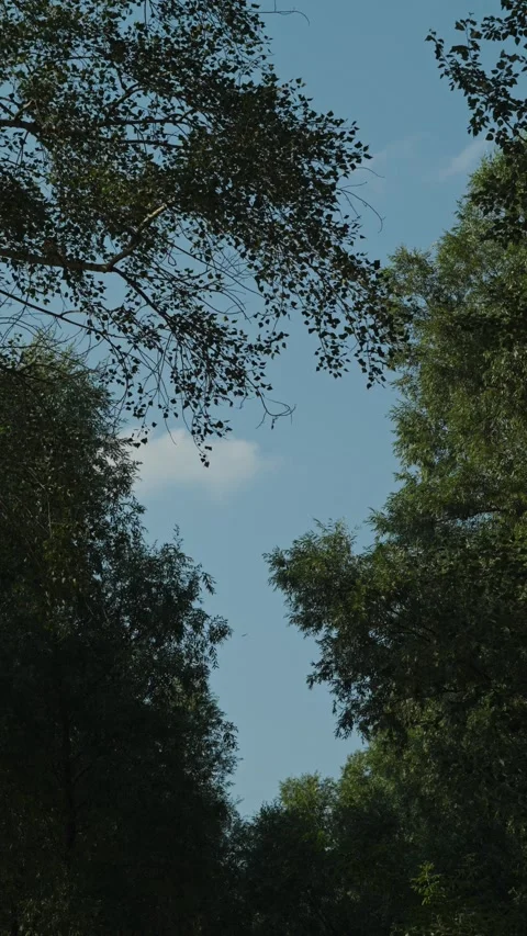 Green tree branches frame a clear blue sky with one small cloud Stockbeeldmateriaal 339630253