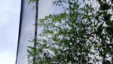 Green tree branches framed by glass structure Stock-Footage 335430542