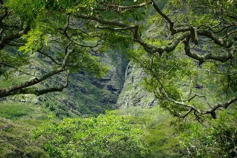 Green tree branches framing a mountain landscape Stock Photos