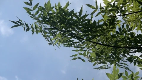 Green tree branches in front of blue sky Vídeos de archivo 90073660