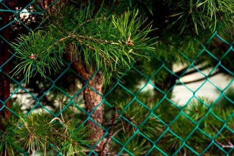 Green tree branches growing over a fence Stockfoto's