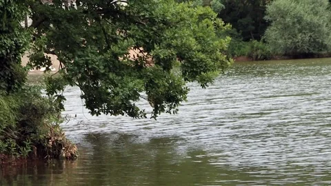 Green tree branches hanging down in the forest Stock Footage 321002928