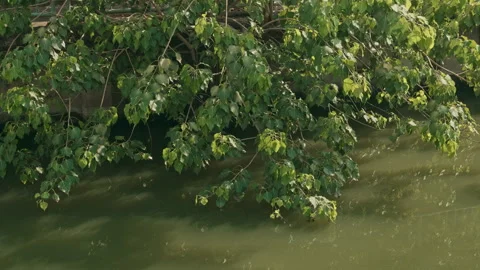 Green tree branches hanging over river surface with gentle breeze Stock Footage 330515160