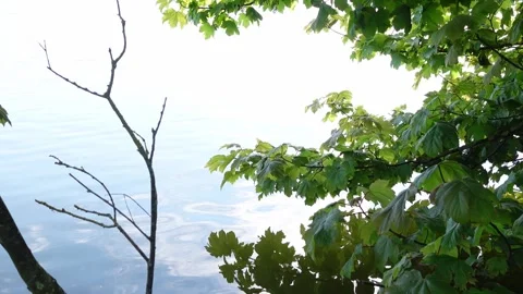 Green tree branches hanging over calm lake water Vidéo 336170316