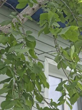 Green tree branches house window Stock Photos