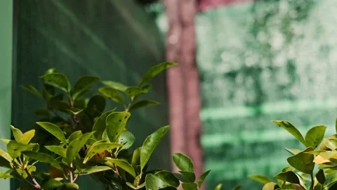 Green tree branches with large blue butterflies fluttering around. A park design Stock Footage 284213441