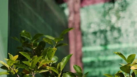 Green tree branches with large blue butterflies fluttering around. A park design Stock Footage 284213451