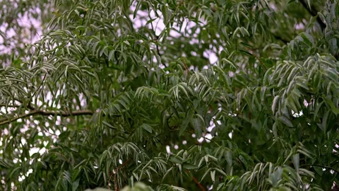 Green Tree Branches with Leaves Blowing in Wind Against Sky Stock Footage 318354693