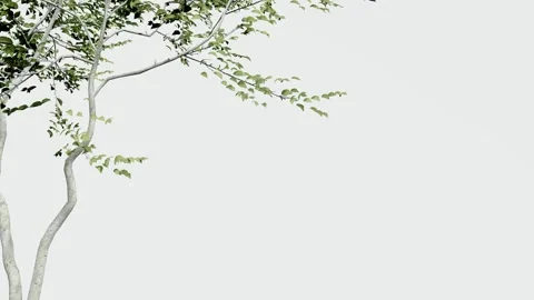 Green tree branches with leaves isolated on white background Stock Footage 329505231