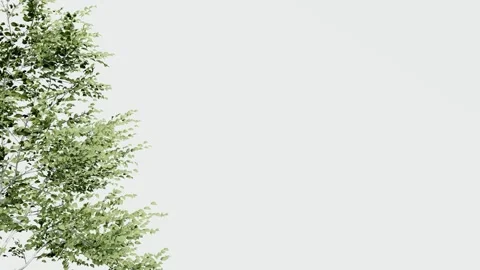 Green tree branches with leaves isolated on white background Stock Footage 329505232