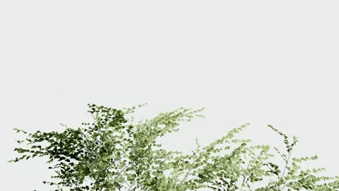 Green tree branches with leaves isolated on white background Stock Footage 329505233