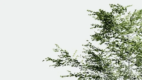 Green tree branches with leaves isolated on white background Stock Footage 329505234