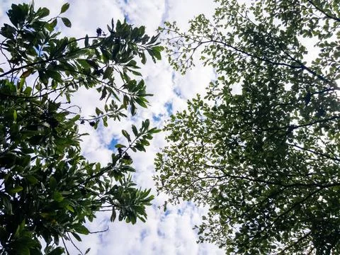 Green Tree Branches From A Low Angle Stock Photos