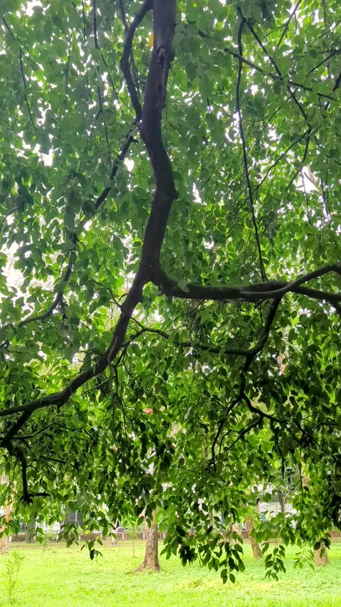 Green Tree Branches, Lush Foliage, Tropical Orchard Landscape, Natural Outd.. Video stock 336919530