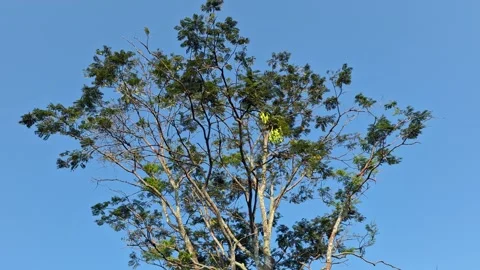 Green tree branches moving gently against blue sky Stock Footage 337050190
