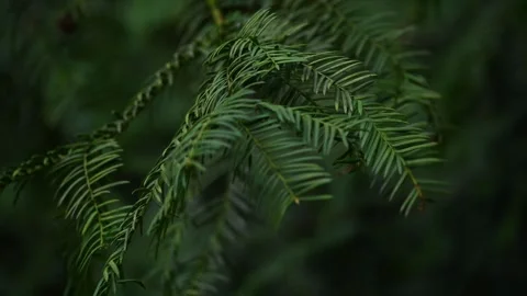 Green tree branches in nature Stock Footage 271350791