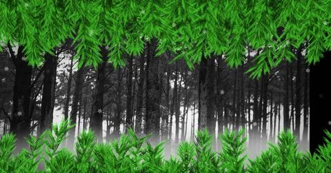 Green tree branches over snowflakes falling over multiple trees on winter Ilustração Stock