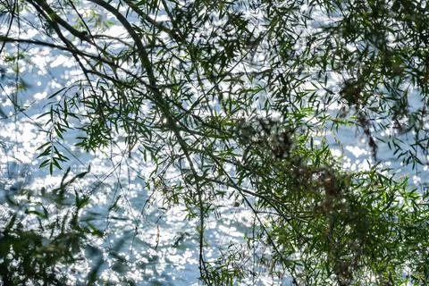 Green tree branches over sparkling water with bright bokeh reflections Stock-Fotos