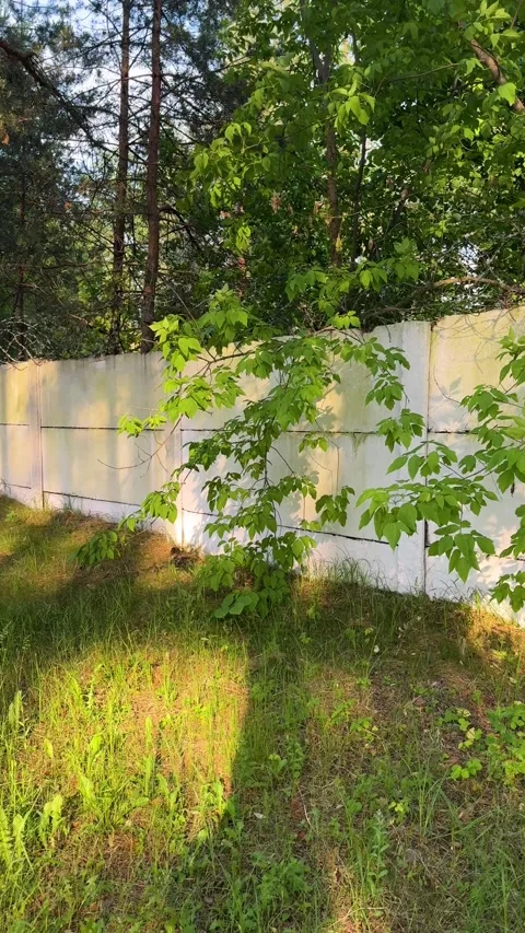 Green tree branches over white concrete fence with barbed wire  Stock-Footage 336796501