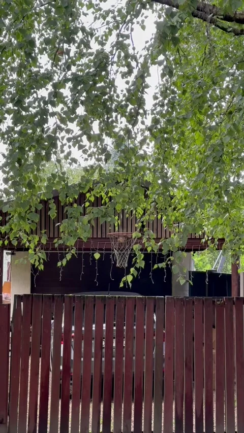 Green Tree Branches Over Wooden Fence in Residential Area, Vertical Video Stock Footage 345043090
