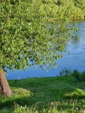 Green Tree Branches Overlooking River Water (Top View Angle) Stock Photos
