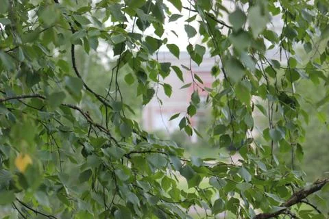 Green tree branches Stock Photos